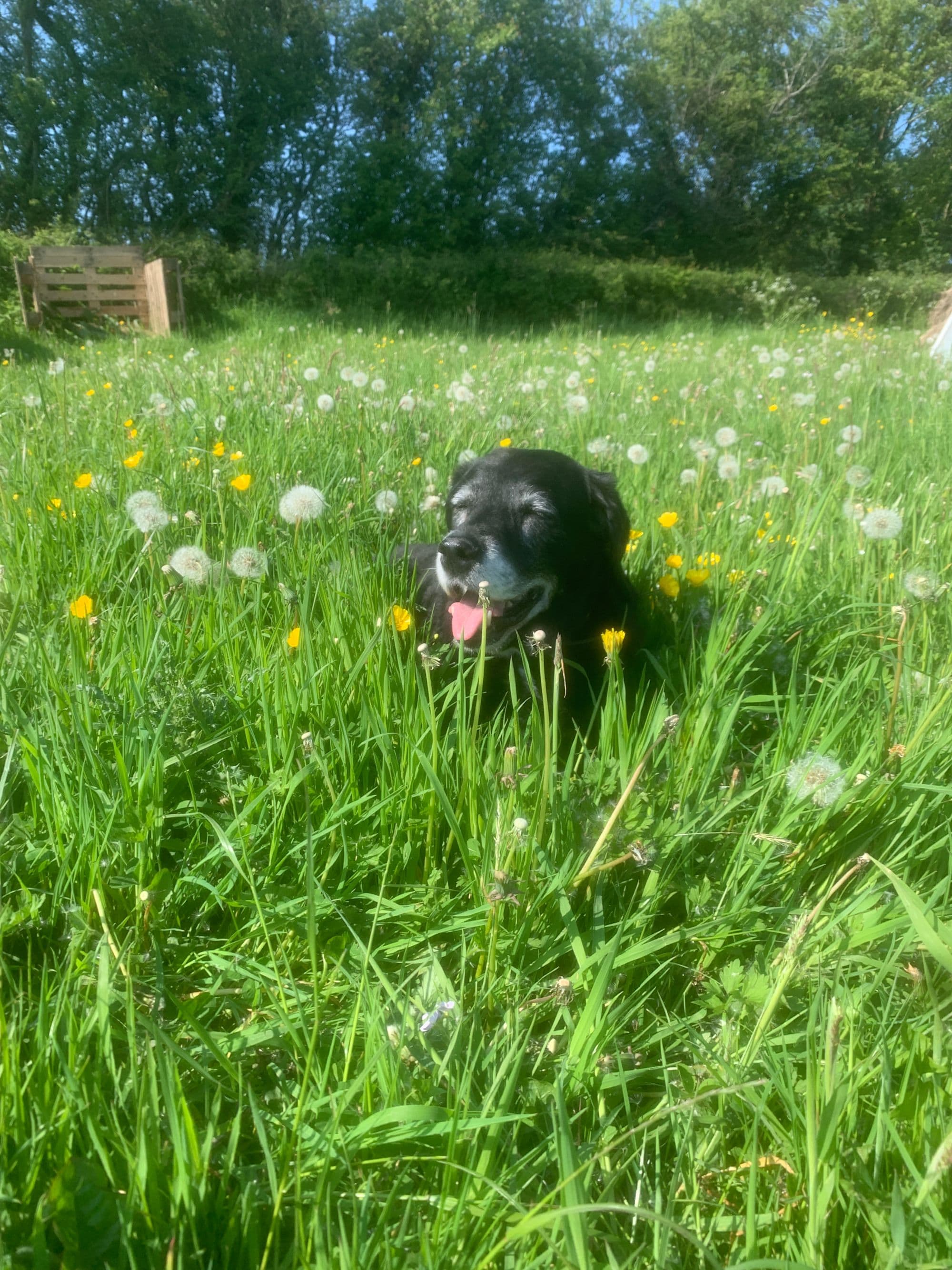 dog-in-daffs