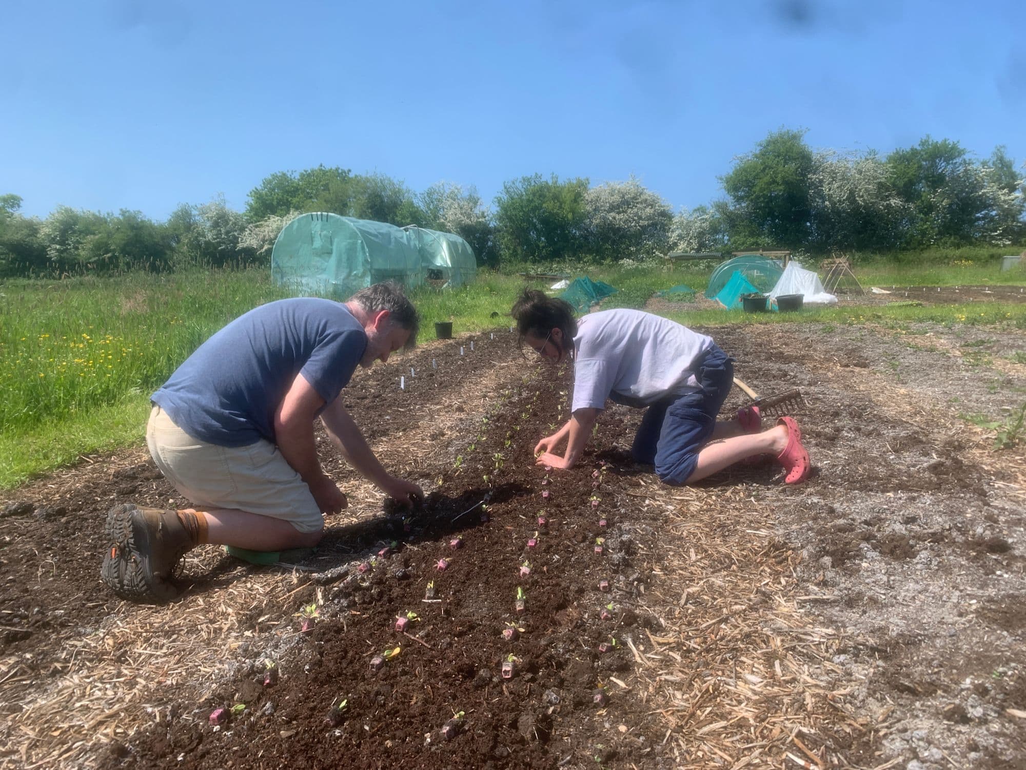 two-planting