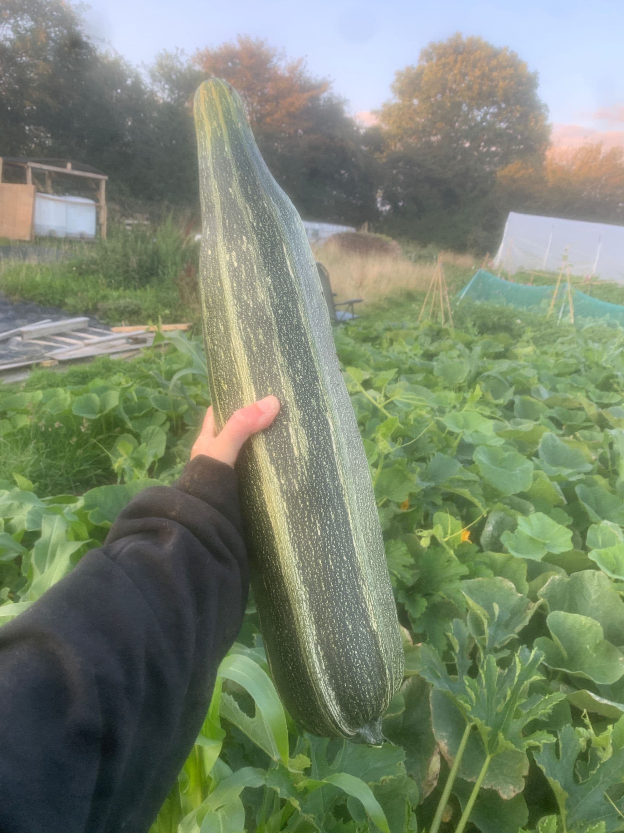 big-marrow