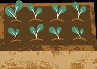 green-seedlings