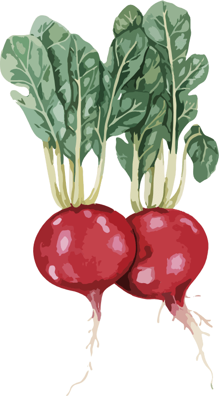 radish-1