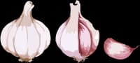 garlic-1