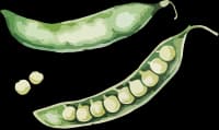 peas-1